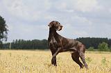 BRAQUE ALLEMAND 098